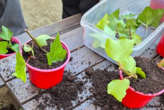 Taller de plantació d'esqueixos d'heura. Fest In a Cardedeu. Viver de Bell-lloc