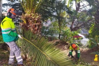 Dos operaris realitzant poda professional d'arbrat